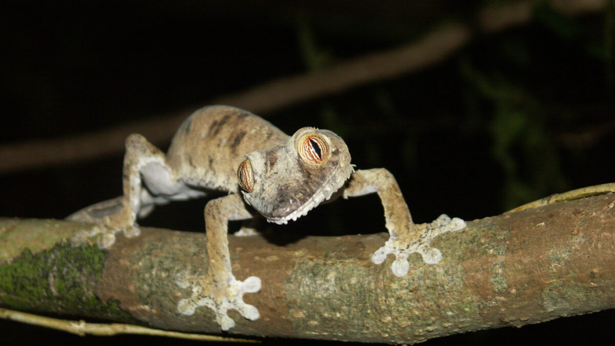 Uroplatus fimbriatus gecko on Nosy Mangabe