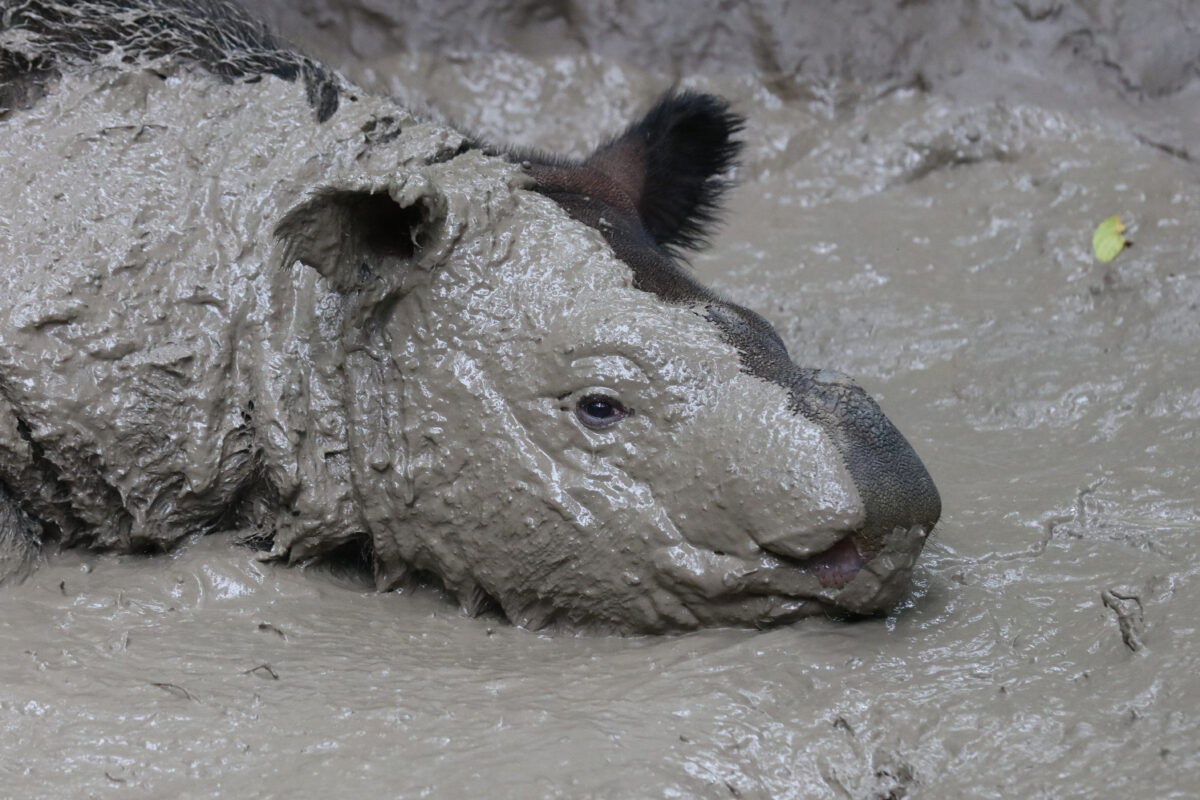 Sumatran rhino calf