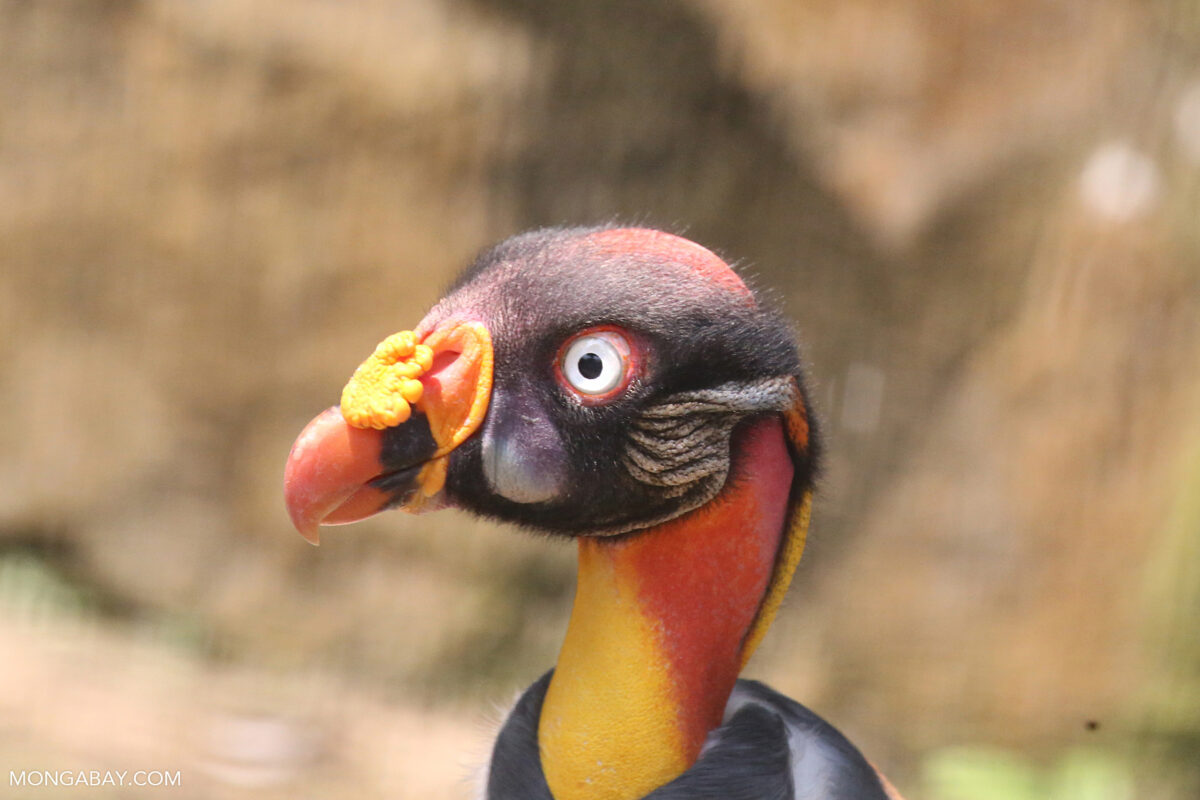 King vulture.