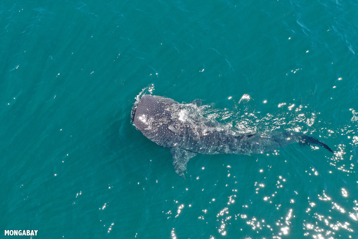 International Whale Shark Day