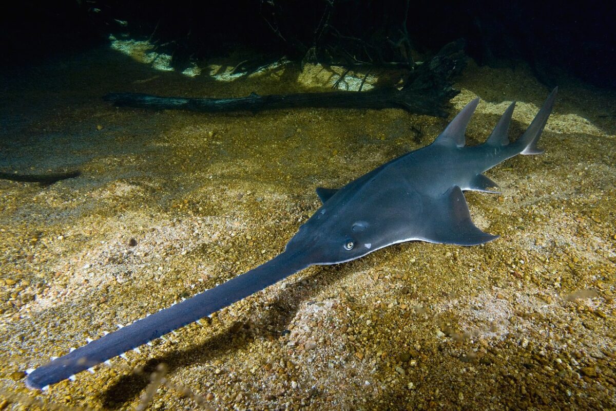 Sawfish. Courtesy of Simon Fraser University