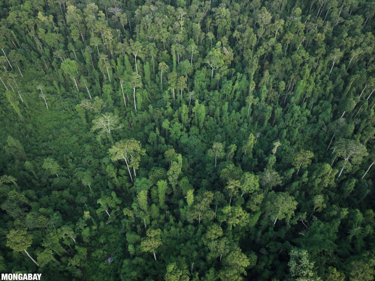 Rainforest in Papua.