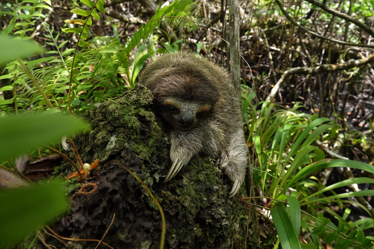 Pygmy sloth. Photo by Craig Turner/Zoological Society of London (ZSL)